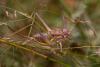 Bradyporinae inconnu